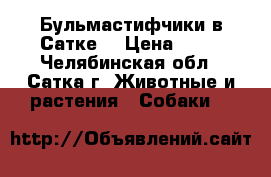 Бульмастифчики в Сатке. › Цена ­ 35 - Челябинская обл., Сатка г. Животные и растения » Собаки   